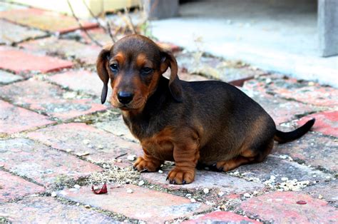 Filesmooth Miniature Dachshund Puppy