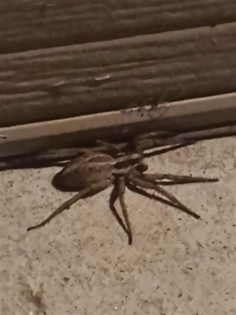What Is This Spider California Rspiders