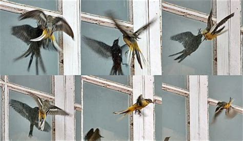 Why Birds Smash Into Windows Earth Earthsky