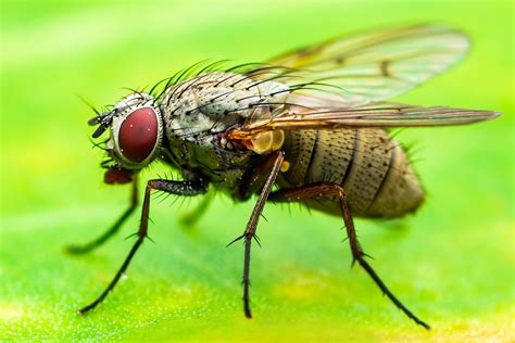 Fau Tolerance To Stress Is A ‘trade Off As Fruit Flies Age
