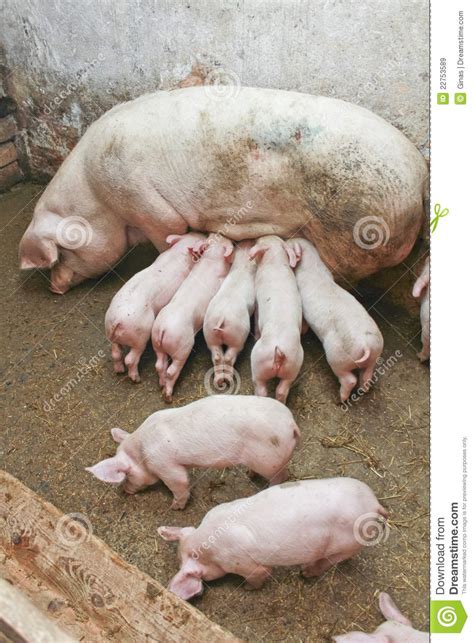 Pigs In Barn Stock Image Image Of Livestock Large Greed 22753589