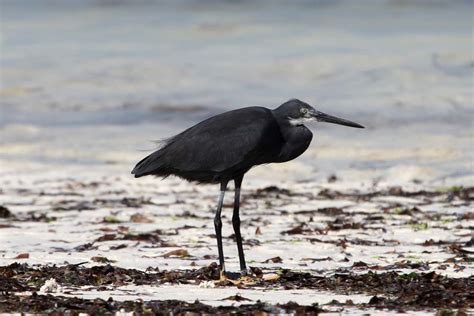 Dimorphic Egret Zanzibar Wildlife Bwawani Wetland · Inaturalist