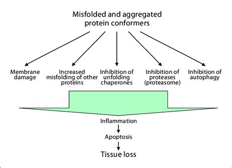 Misfolded Proteins May Cause Degenerative Diseases By Various Download Scientific Diagram
