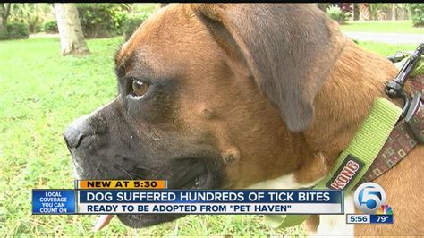 Tick Bites On Dogs