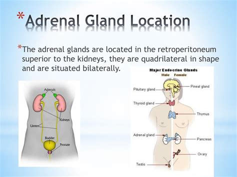 Ppt Adrenal Gland Powerpoint Presentation Free Download Id2341096