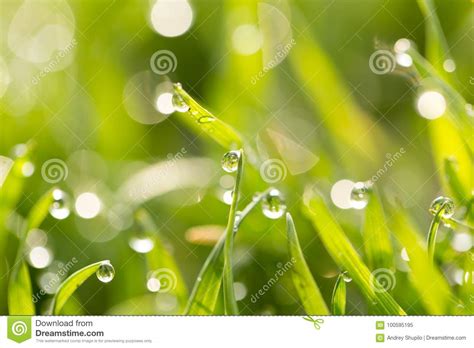 Dew Drops On The Green Grass Macro Stock Image Image Of Rain Meadow
