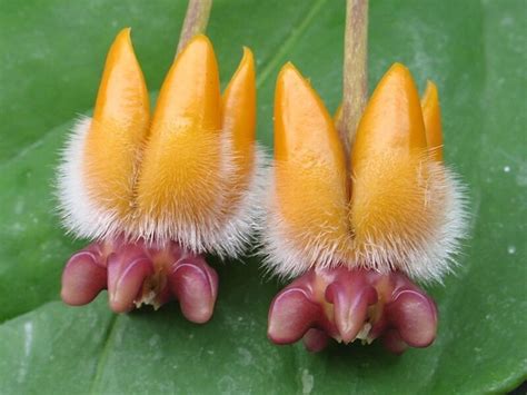 Hoya lauterbachii flower buds and blooms, they really smell like chocolate candy wrappers! Великолепная тропическая Хойя.. Обсуждение на LiveInternet ...