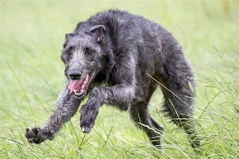 Scottish Deerhound Royal Dog Of Scotland A Majestically Large