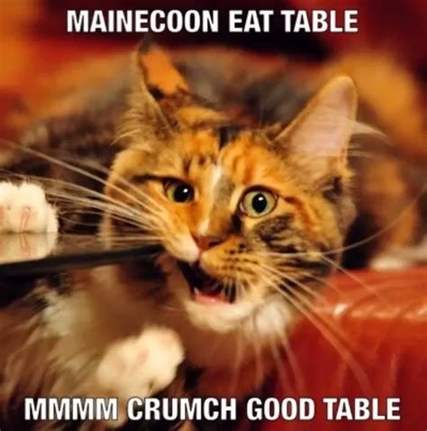 14 Funny Maine Coon Memes That Will Make You Laugh Page 2 The Paws