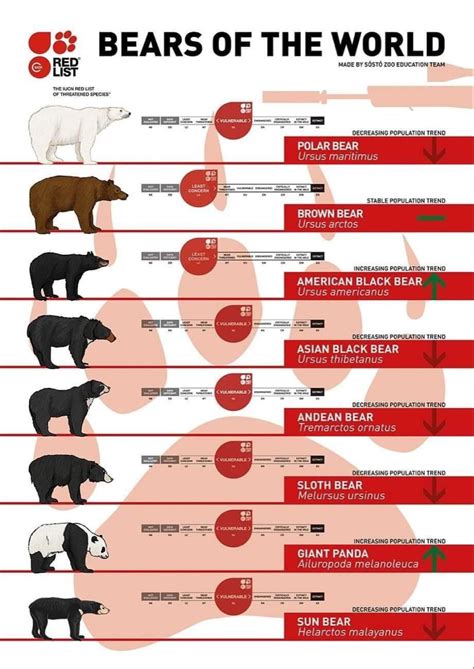 Bears Of The World Bear Species Animal Infographic Animals Wild
