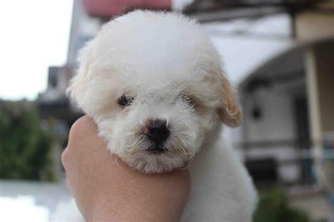 Lovelypuppy White Parti Color Toy Poodle Puppyrm699 Only