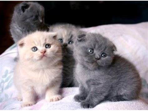 Buy and sell scottish fold to buy on animals sale page: adorable scottish fold kittens for sale - Scottish Fold ...