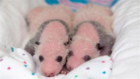 Meet Mei Lun And Mei Huan Twin Panda Cubs Born In Atlanta Zoo Now Have