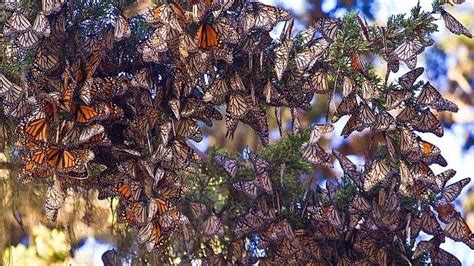 The Mystery Of The Missing Monarch Butterflies Monarch Butterfly