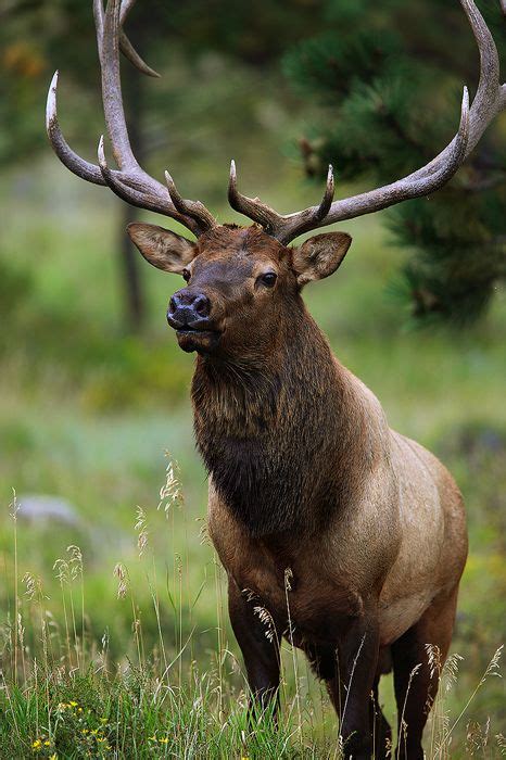 182 Best Images About Deer Elk Moose Etc On Pinterest A Deer