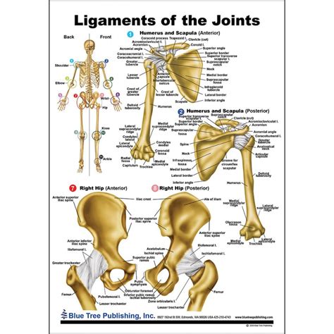 Hip And Knee Chart Anatomical