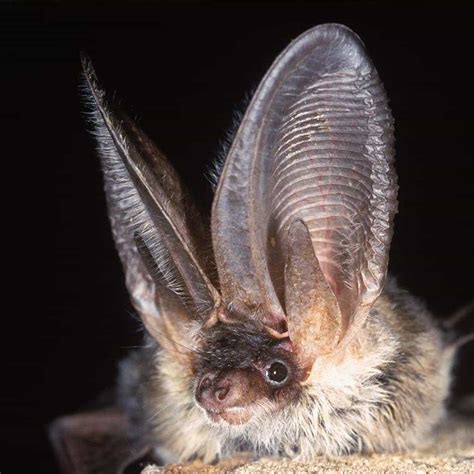 Introducing The Grey Long Eared Bat Back From The Brink