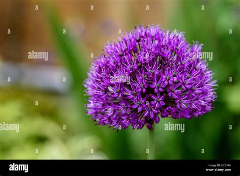 Allium Hollandicum Purple Sensation Dutch Garlic Stock Photo Alamy