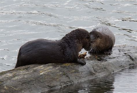Otters Flickr