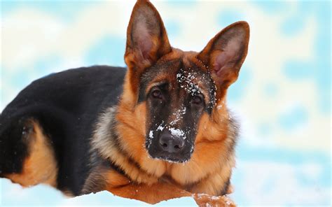 Download Wallpapers German Shepherd Dog Snow Winter Hunting Dog