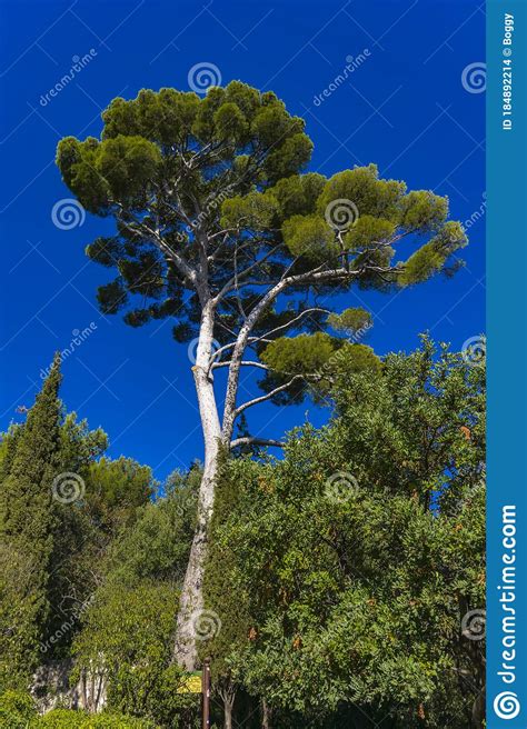 Aleppo Pine Tree Pinus Halepensis At French Riviera Near Nice France