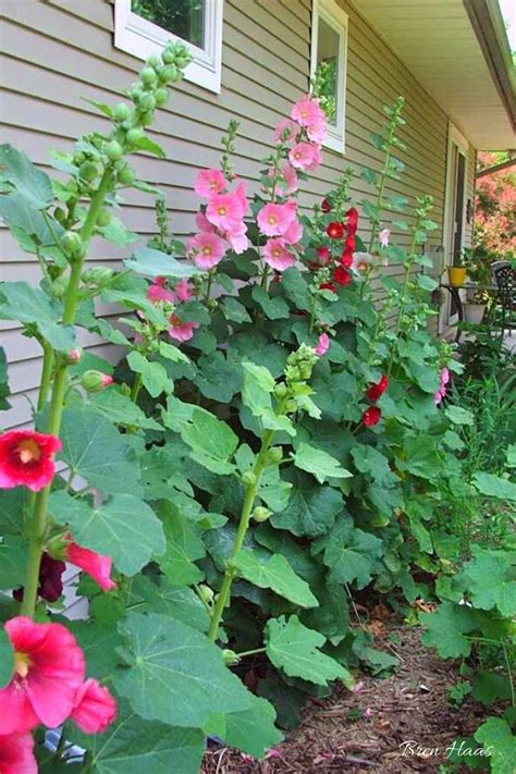 How To Grow And Care For Hollyhocks Creative Living With Bren Haas