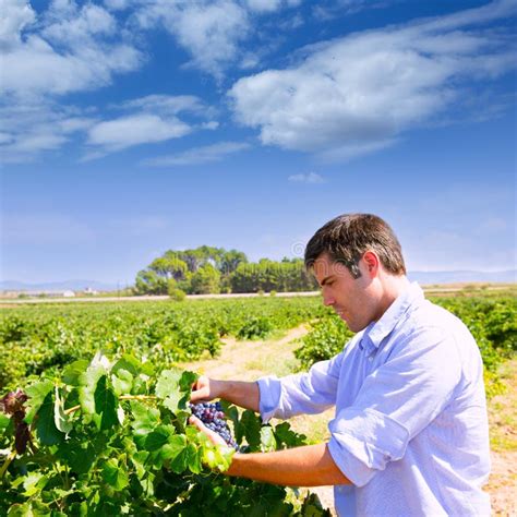 Winemaker Oenologist Checking Bobal Wine Grapes Stock Photo Image Of