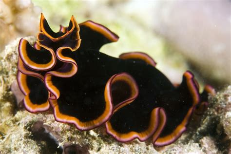 Photos Of Flatworms Phylum Platyhelminthes