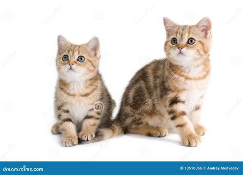 Two British Breed Kittens Stock Photo Image Of Purebred 13510366
