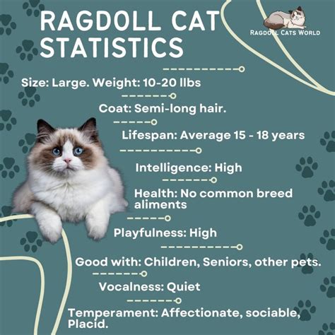 weight of rhagdoll cats