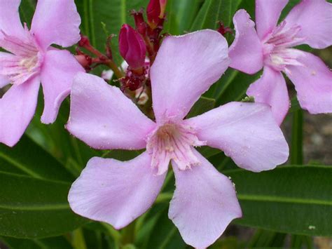 Official website for oleander from sacramento, ca. Nerium oleander - Tropengarten-Shop