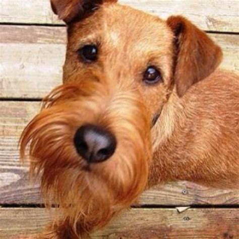 Irish Terrier Irish Terrier Hypoallergenic Dog Breed Dog Breeds