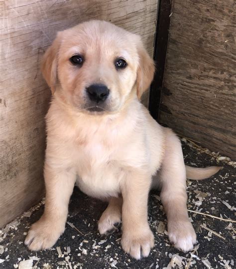 Contact idaho golden retriever breeders near you using our free golden retriever breeder search tool below! Golden Retriever Puppies For Sale | Twin Falls, ID #298777