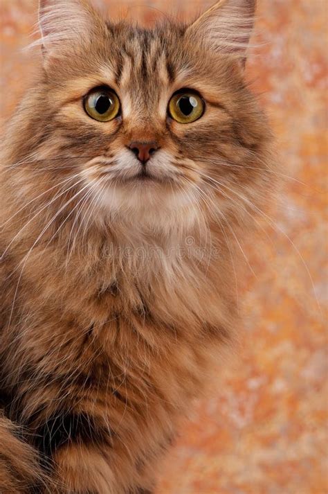 Beautiful Siberian Cat Stock Image Image Of Animal Predator 77947605