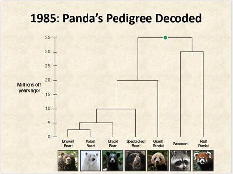 Fun Fact The Last Common Ancestor Of Giant Pandas And Trash Pandas
