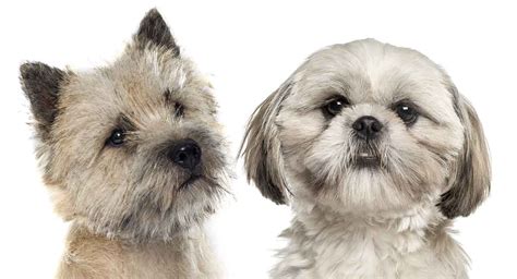 Cairn Terrier Shih Tzu Mix Two Fluffy Breeds Collide