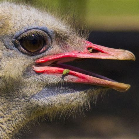 An Ostrich With Its Mouth Open And It S Tongue Sticking Out To The Side