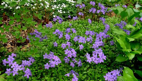 Creeping Ground Cover With Purple Flowers