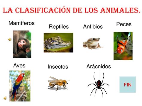 Clasificacion De Los Animales Clasificacion De Los Animales Images