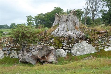 Old Tree Stump On A Wall © Philip Halling Geograph Britain And Ireland