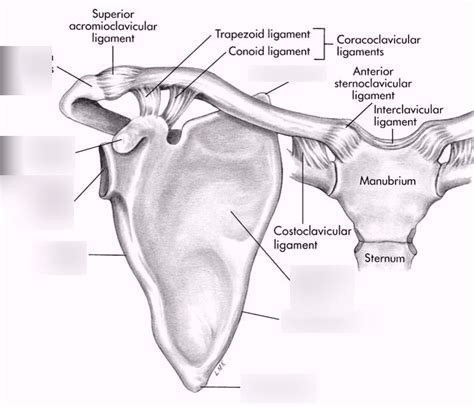 Clavicle And Scapula Diagram My Xxx Hot Girl