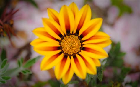 Not everybody is a flower person. Jeffrey Friedl's Blog » Photographer's Low-Hanging Fruit ...