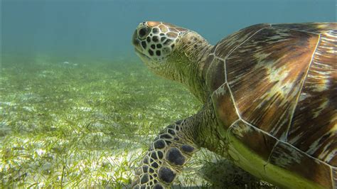 Green Sea Turtle Chelonia Mydas Nosy Sakatia Nosy Be Madagascar
