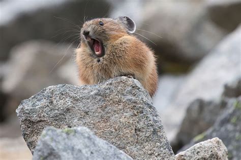 Pikas In Peril Climate Change Puts The Heat On North Americas Rock