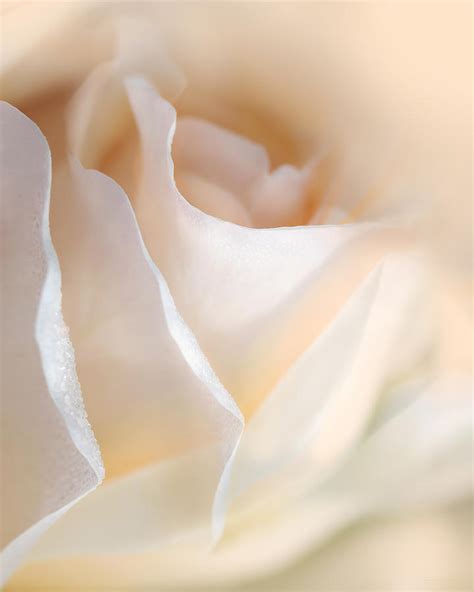 Peaches And Cream Rose Flower Photograph By Jennie Marie Schell