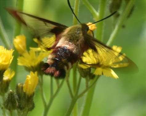 Nature Tales And Camera Trails A Clearwing Hummingbird Moth