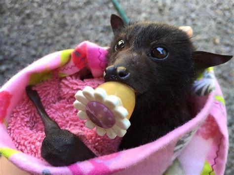 This Fruit Bat Is An Important Part Of The Ecosystem She Also Enjoys
