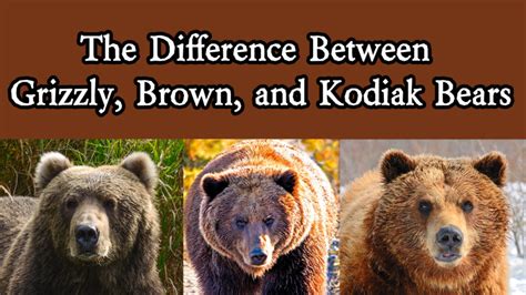 The Differences Between The Subspecies Of Alaskan Brown Bears The