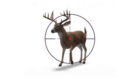 Where To Shoot A Deer Best Shot Placement Locations With Pictures