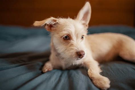 15 Things You Should Know Before Getting A Chihuahua Terrier Mix Your